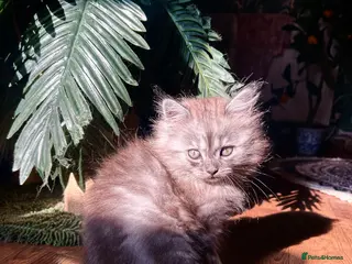 Persian cats 7-Persian kittens for sale 🩶🩵 males & Females - Advert 4