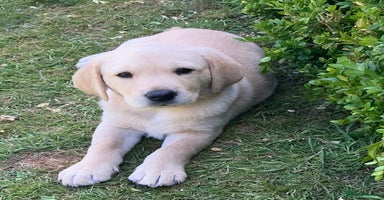 Labrador Retriever dogs - Advert 10