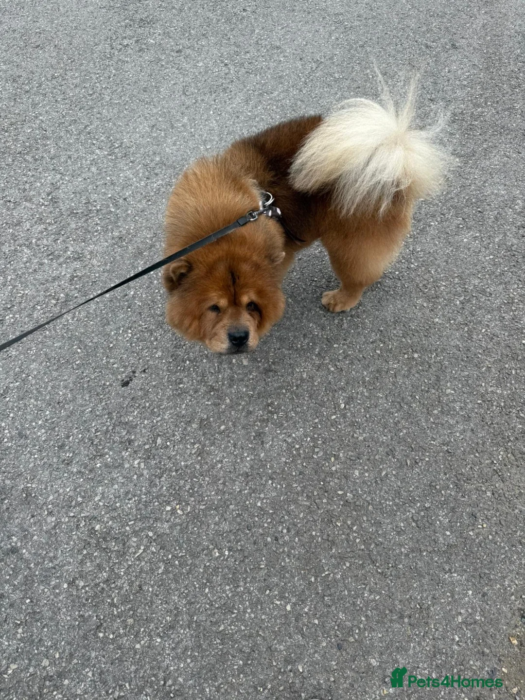 Chow Chow dogs for sale: Male chow chow  in Wellingborough - Advert 2