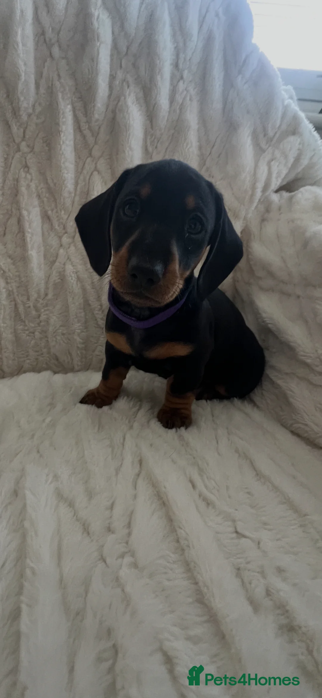 Miniature Dachshund dogs for sale: 3 beautiful miniature dachshund girls  in Chesterfield - Advert 2