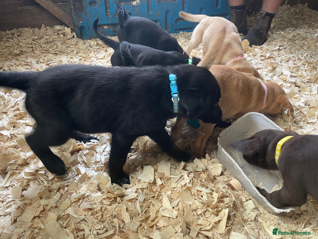 Mixed Breed dogs for sale:  8 Kelpie x labrador Puppies for sale  - Image 8