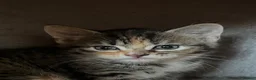 Mixed Breed cats for sale: Gorgeous half Siberian kittens - Advert 10