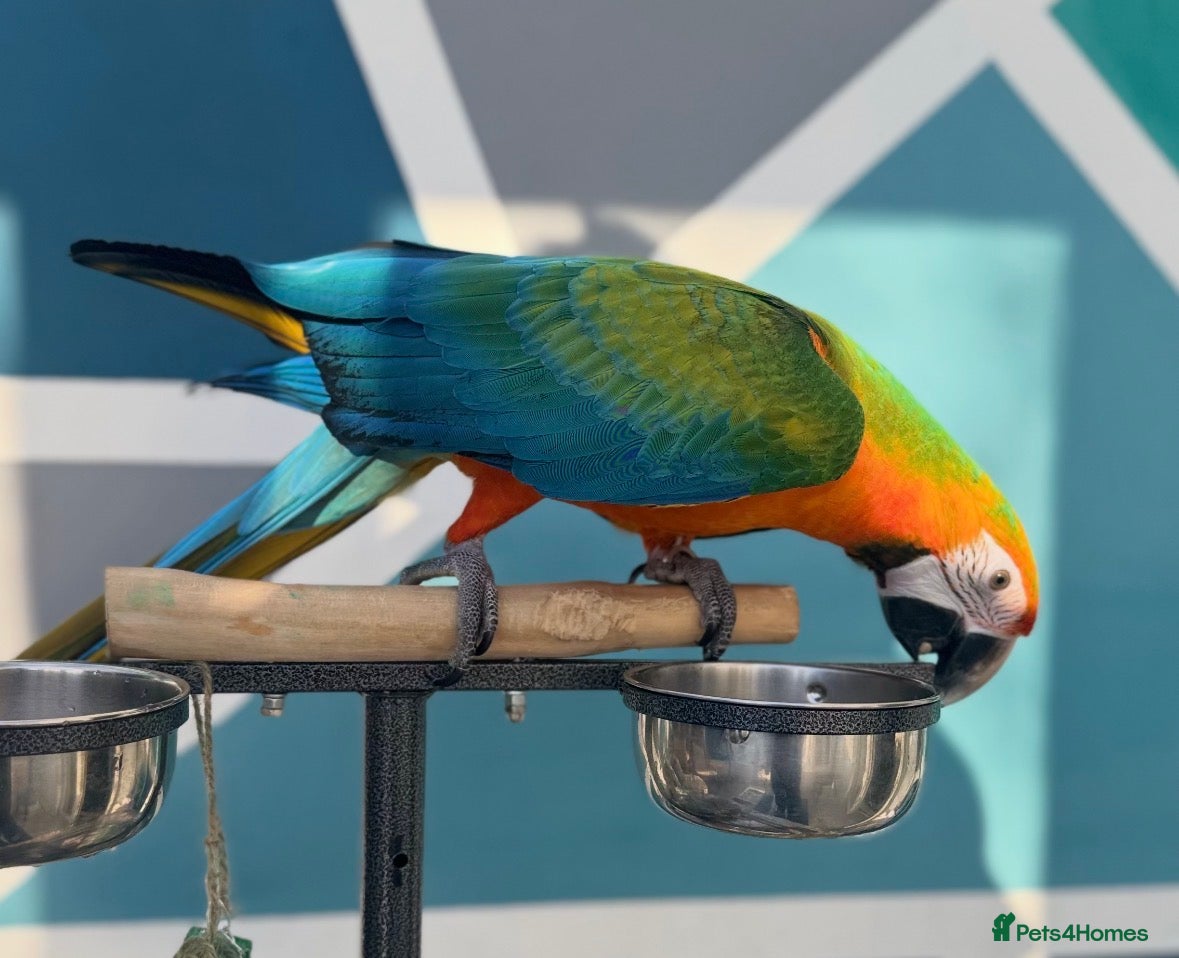 Macaws birds Catalina Macaw - Advert 6