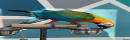 Macaws birds for sale: Catalina Macaw - Advert 1