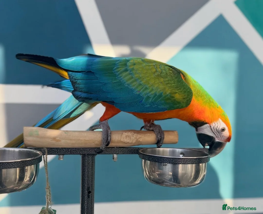 Macaws birds for sale: Catalina Macaw - Advert 1
