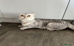 Scottish Fold cats for sale: For sale Scottish fold kitties  - Image 1