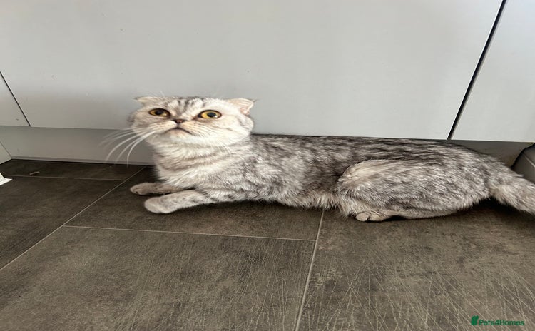 Scottish Fold cats - Advert 1