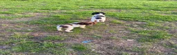 English Springer Spaniel dogs for sale: Springer Spaniel Puppies in Waterlooville - Advert 17