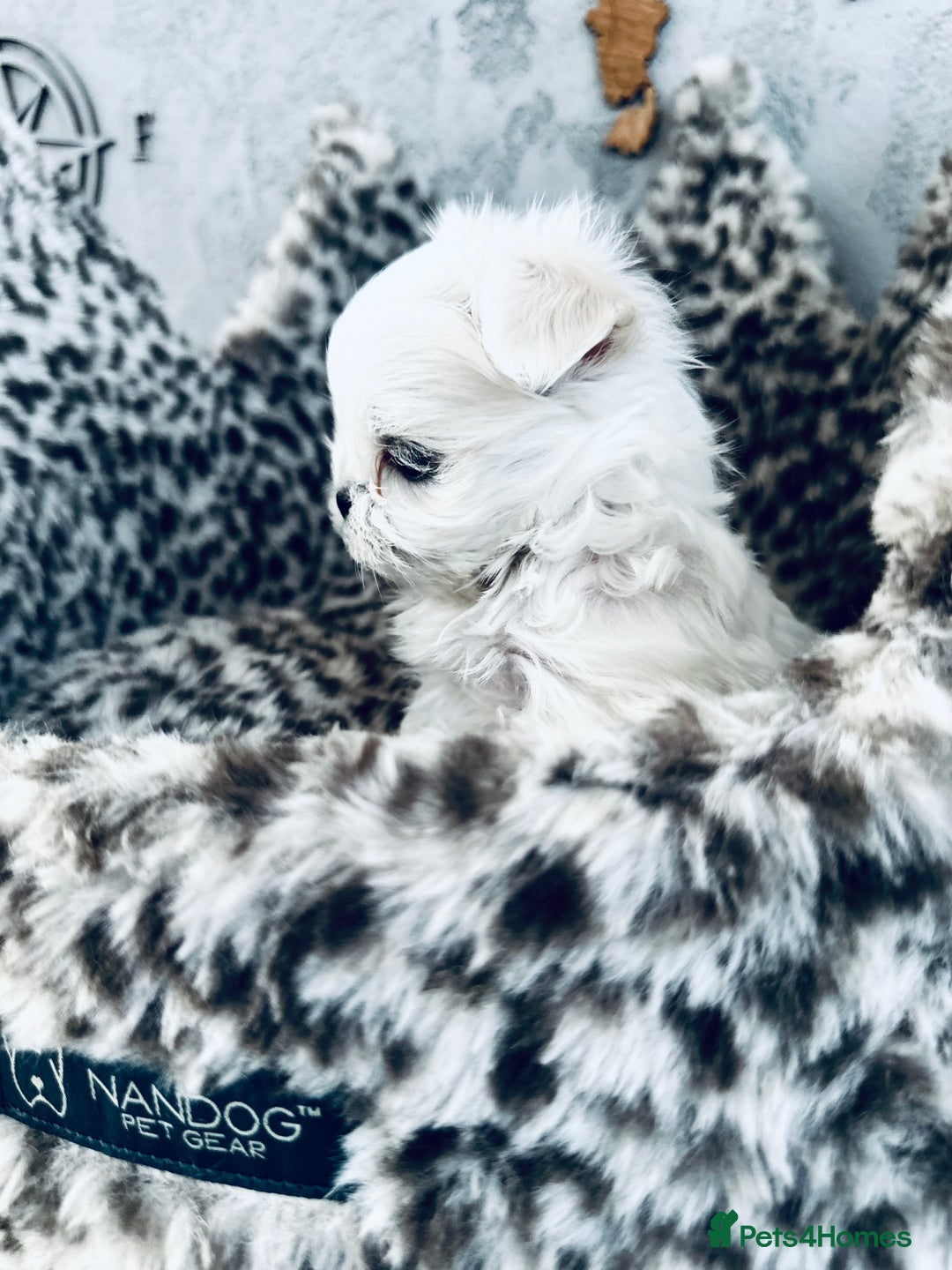 Maltese dogs for sale: ⭐️Tiny Korean Maltese ⭐️Ready NOW ⭐️ - Image 5
