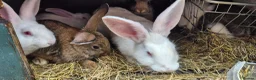 New Zealand rabbits for sale: Beautiful New Zealand bunny's  in Rotherham - Advert 13