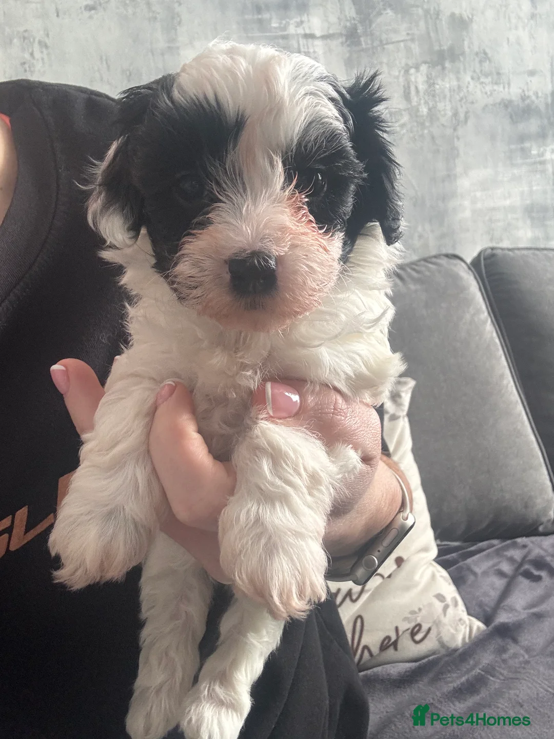 Maltipoo dogs for sale: Adorable F1 Maltipoo puppies - Ready 7th April in Bootle - Advert 2