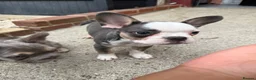 French Bulldog dogs for sale: FRENCH BULLDOG! FLUFFY &  **  CARRIER! 🔥  in Bromley - Advert 3