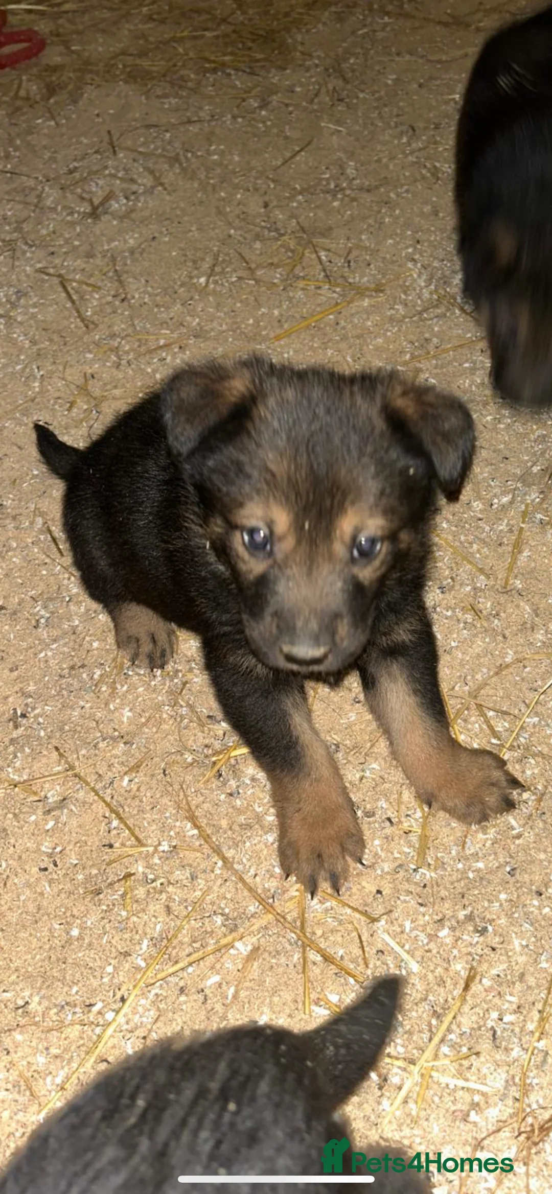 German Shepherd dogs for sale: Beautiful big German shepherd pups available  - Advert 3