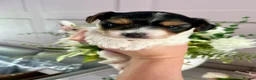 Biewer Terrier dogs for sale: Beautiful Biewer Terrier Boy  - Advert 4