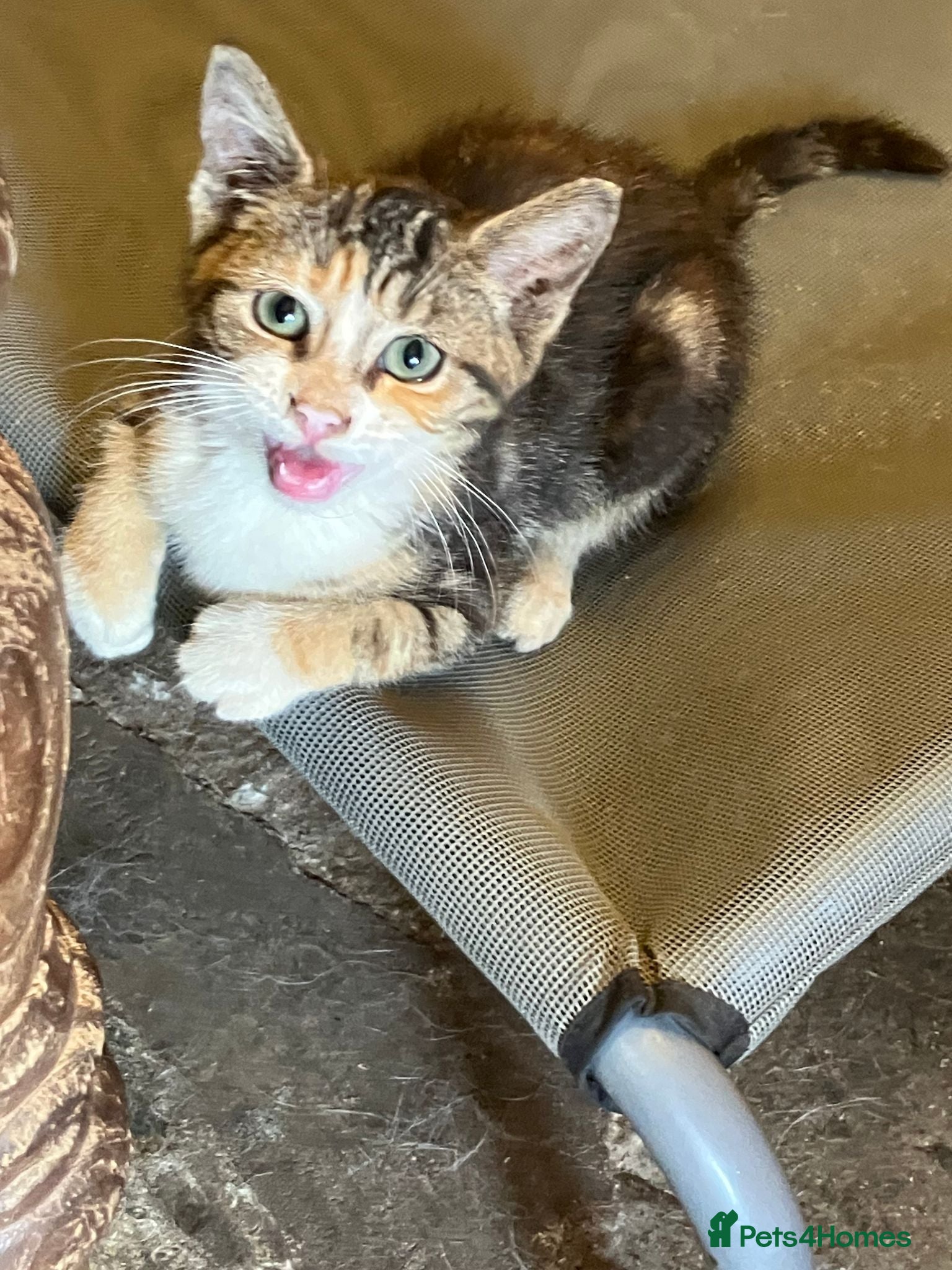 Mixed Breed cats From £60. 1 kitten left for a special home - Advert 1