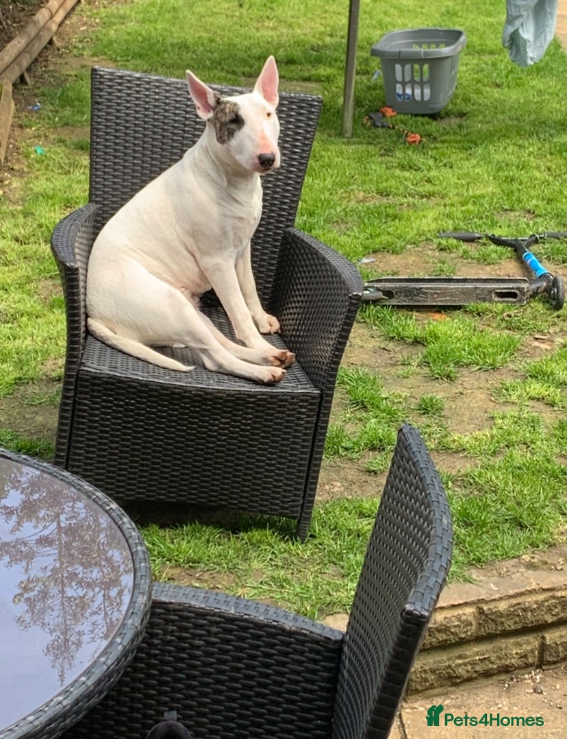 English Bull Terrier dogs KC Registered English Bull Terrier puppies - 14/6 - Advert 18