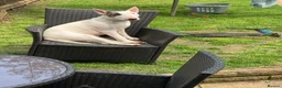 English Bull Terrier dogs for sale: KC Registered English Bull Terrier puppies - 14/6 - Advert 1