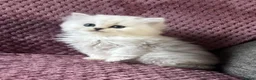 British Longhair cats for sale: Black tipped  Longhair and Golden Tipped Shorthair - Advert 9
