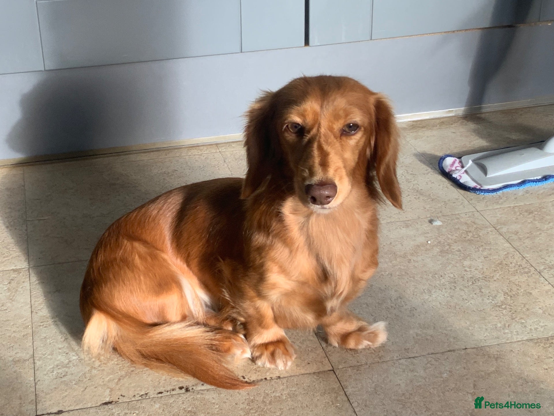 Dachshund dogs Long hair miniature Dauchhound femal - Advert 13