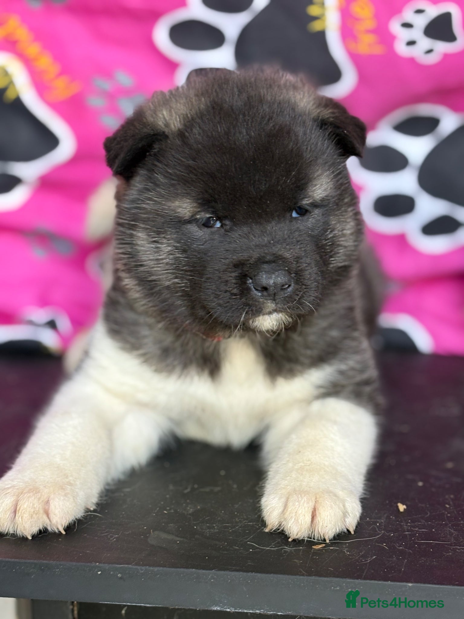 Akita dogs Quality KC registered American Akita Puppies - Advert 2