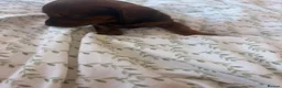 Dachshund dogs for sale: Puppies available  - Advert 9