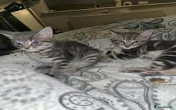 Domestic Shorthair cats for sale: Beautiful boys for sale  - Image 11
