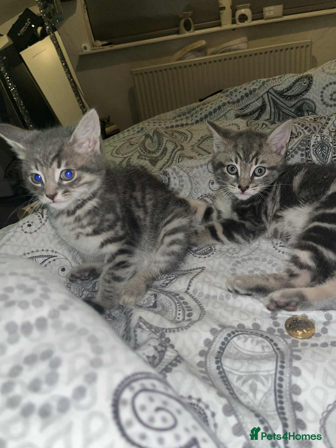 Domestic Shorthair cats for sale: Beautiful boys for sale  - Image 11