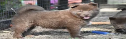 Chow Chow dogs for sale: Genuine chowski puppies  - Advert 16