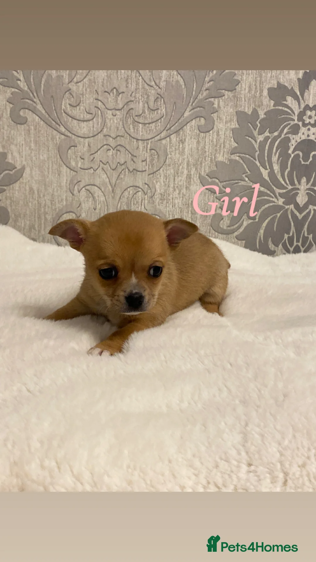 Chihuahua dogs for sale: Chihuahua puppies for sale - Advert 16