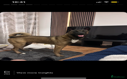 Belgian Shepherd Dog dogs for stud: Belgian malinois x American Akita STUD - Image 2