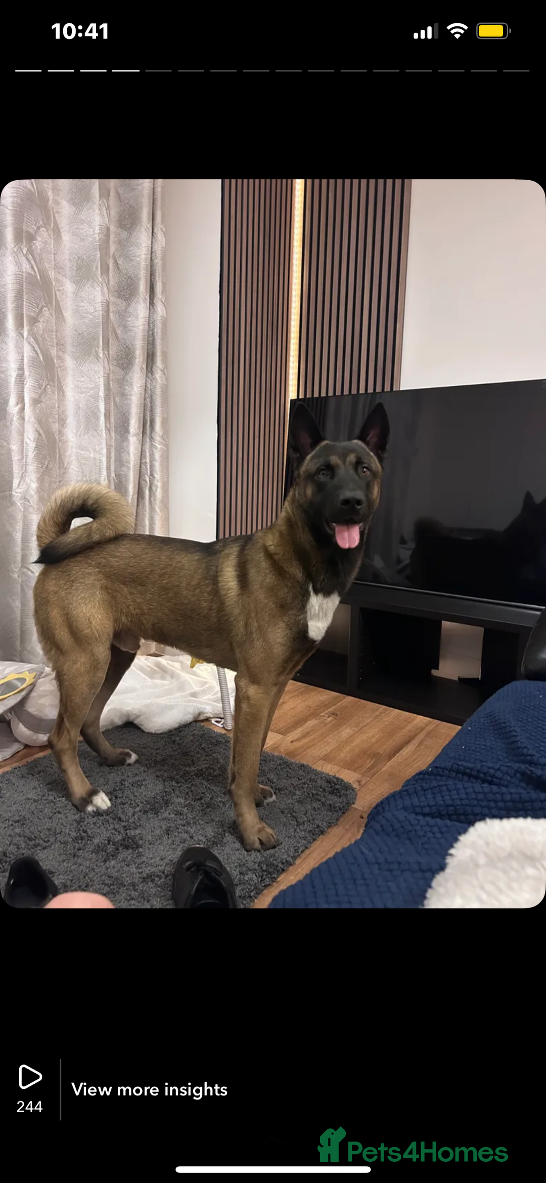 Belgian Shepherd Dog dogs for stud: Belgian malinois x American Akita STUD - Image 2