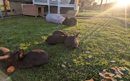 Mini Lion Lop rabbits for sale: 5 x baby x lops  - Image 11