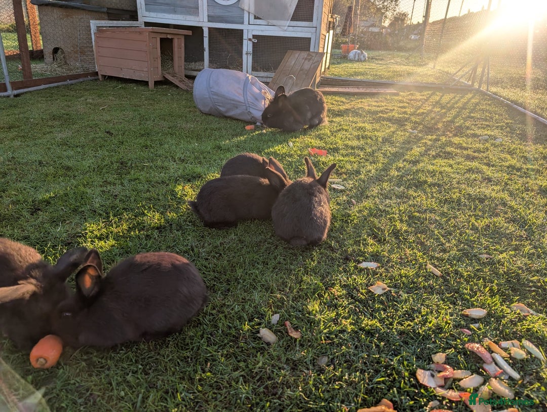 Mini Lion Lop rabbits for sale: 5 x baby x lops  - Image 11