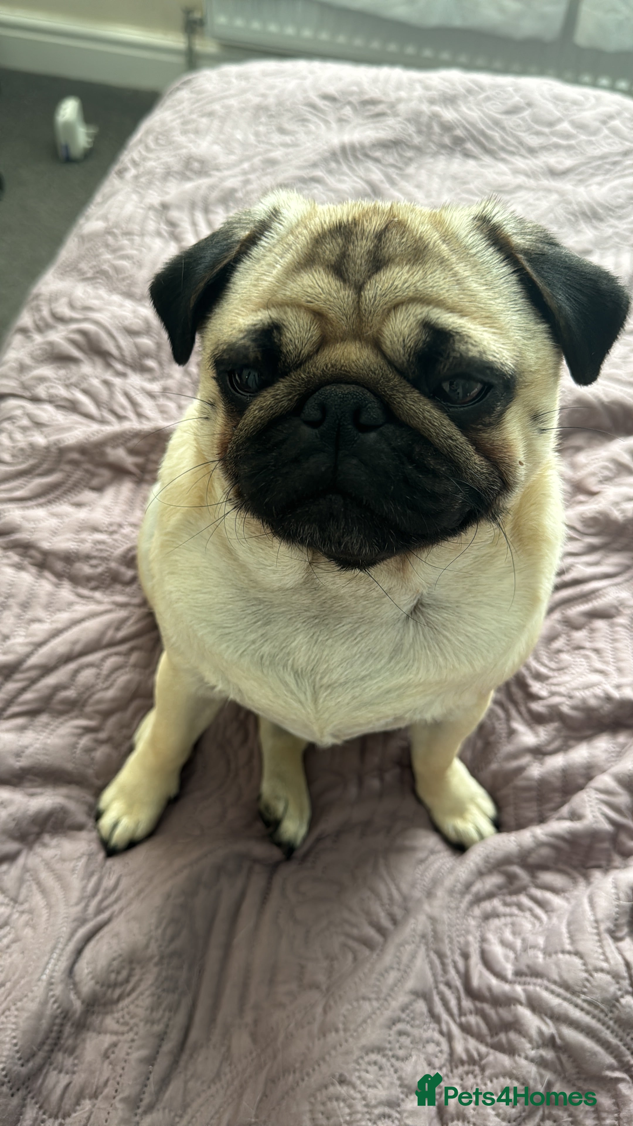 Pug dogs Skye the Pug in Lincoln - Advert 8