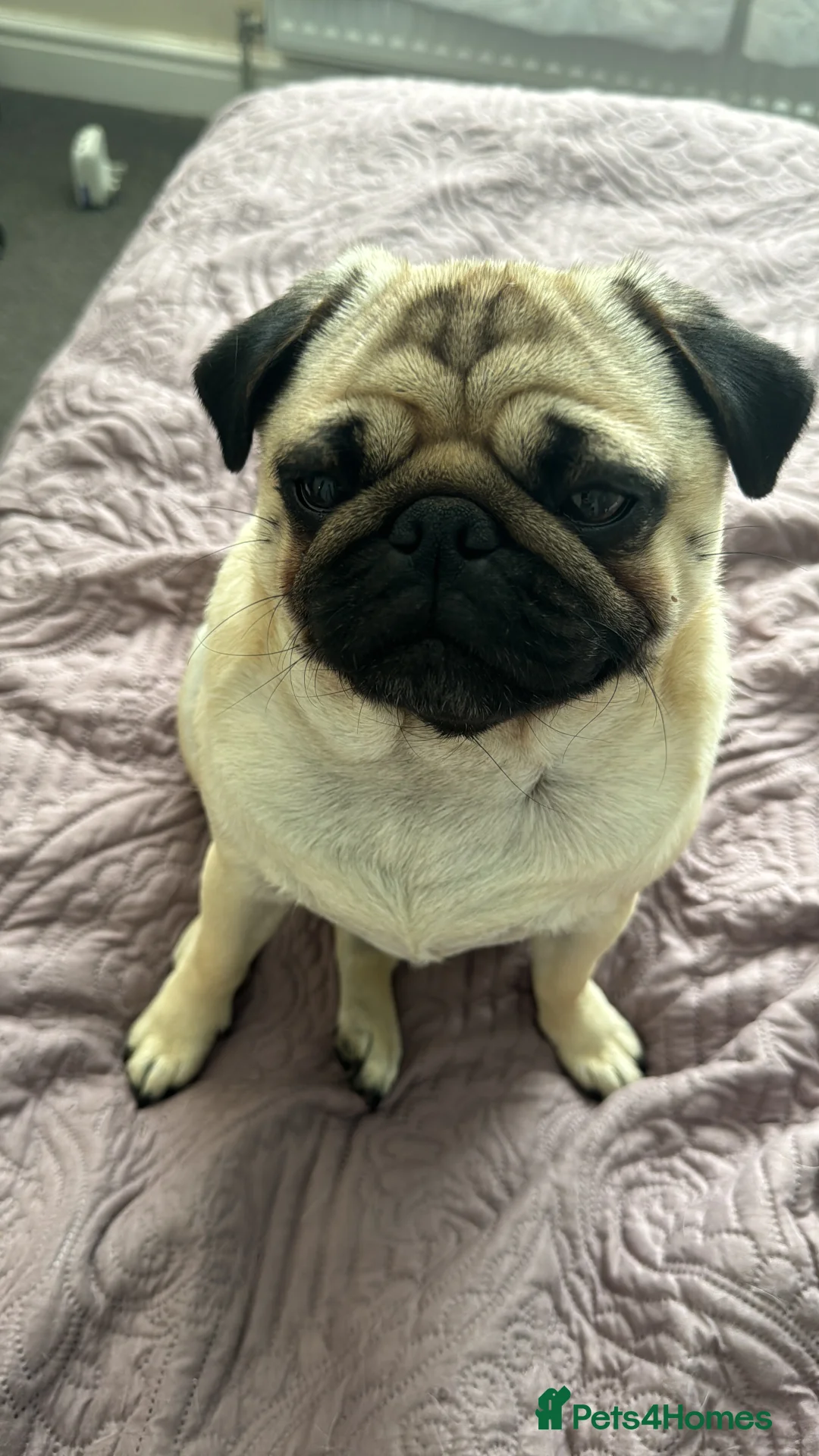 Pug dogs for sale: Skye the Pug in Lincoln - Advert 1