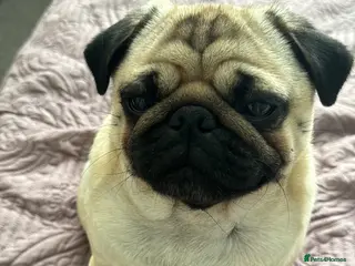 Pug dogs Skye the Pug in Lincoln - Advert 1