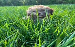 Shihpoo dogs for sale: 9month old shihpoo - Image 2
