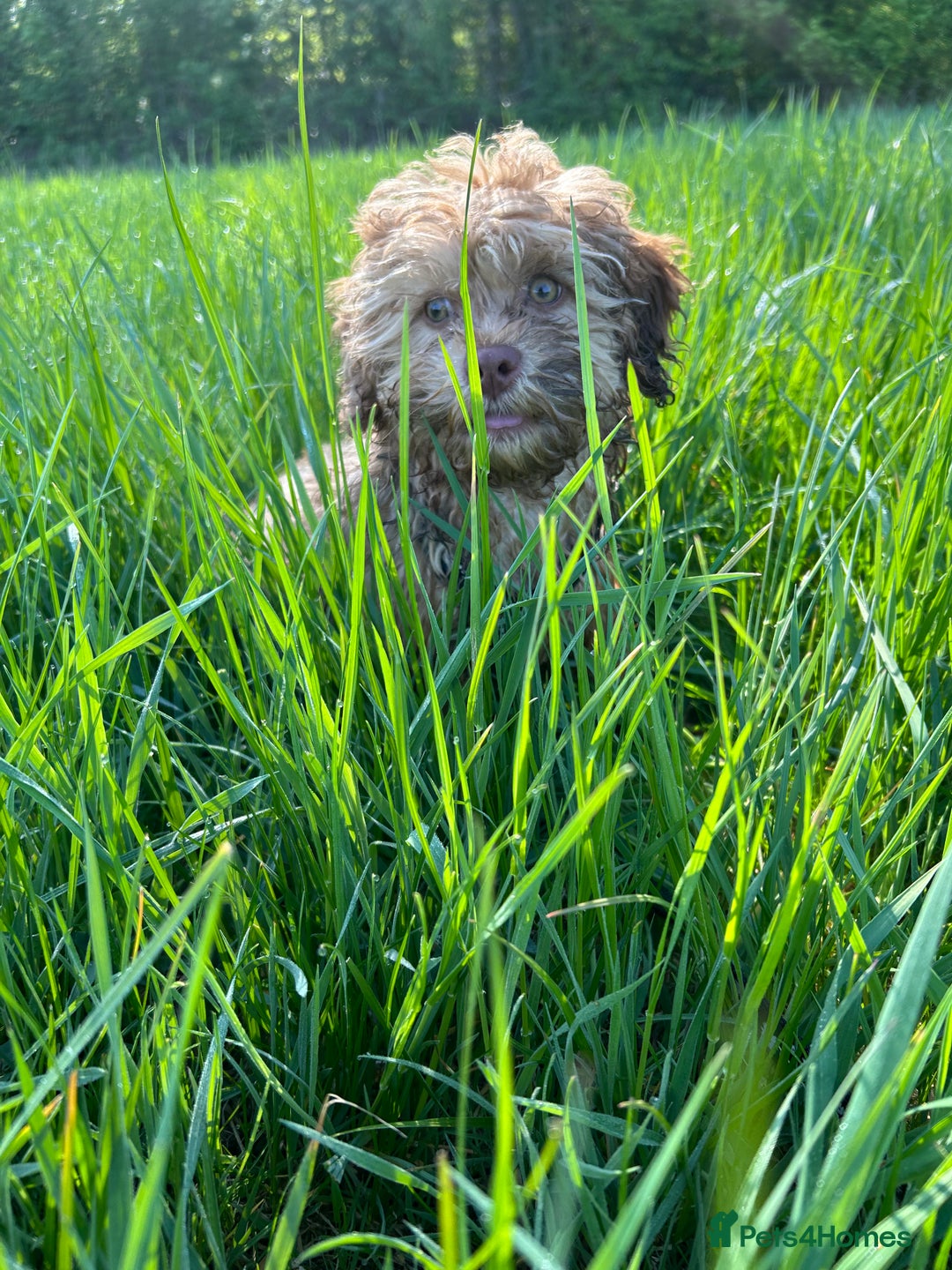 Shihpoo dogs for sale: 9month old shihpoo - Image 2