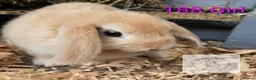 Mixed Breed rabbits for sale: 4 stunning bunnies looking for their new homes 🐇  - Advert 3
