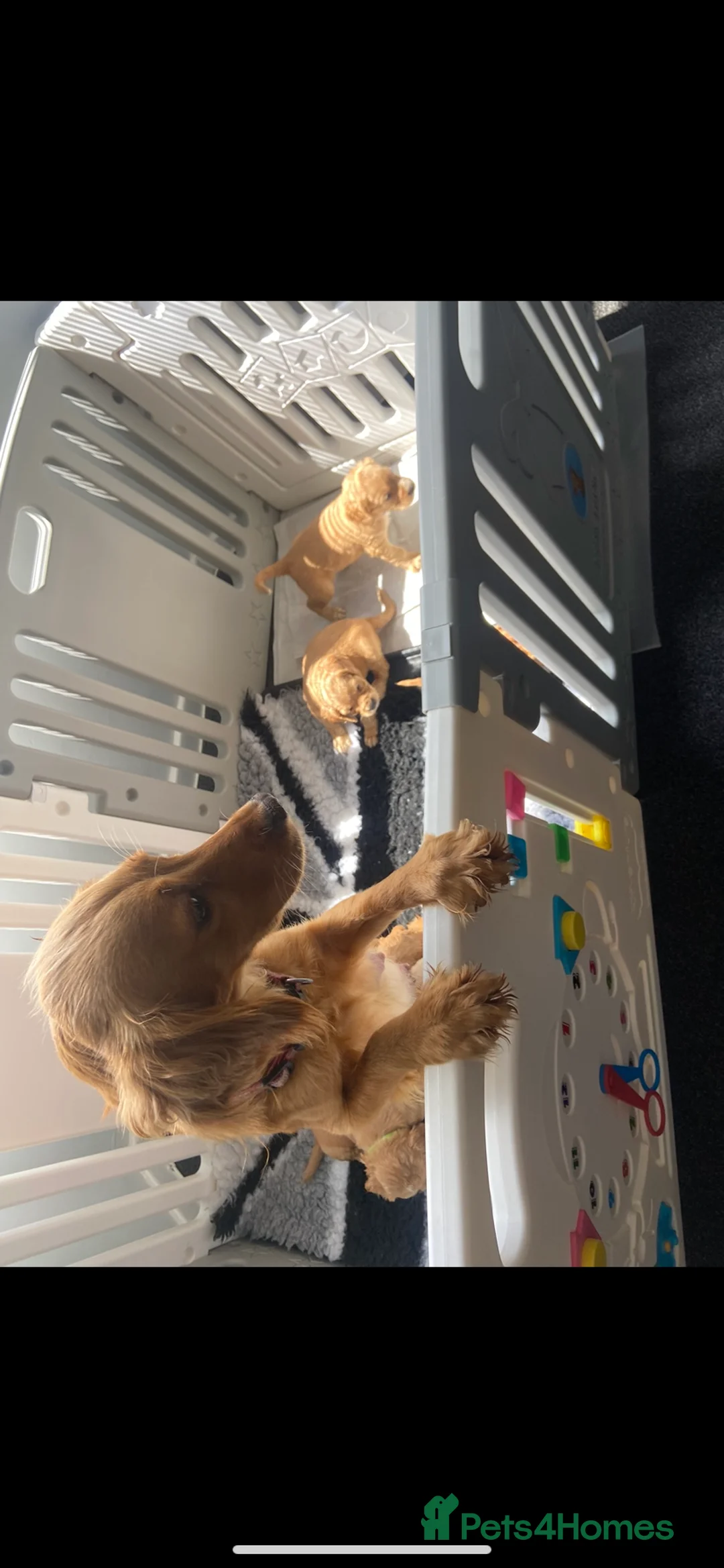 Cocker Spaniel dogs for sale: Cocker spaniel puppies  in York - Advert 1