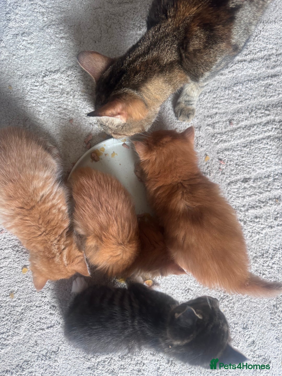 Mixed Breed cats for sale: 1 male kitten - ready to go - Image 7