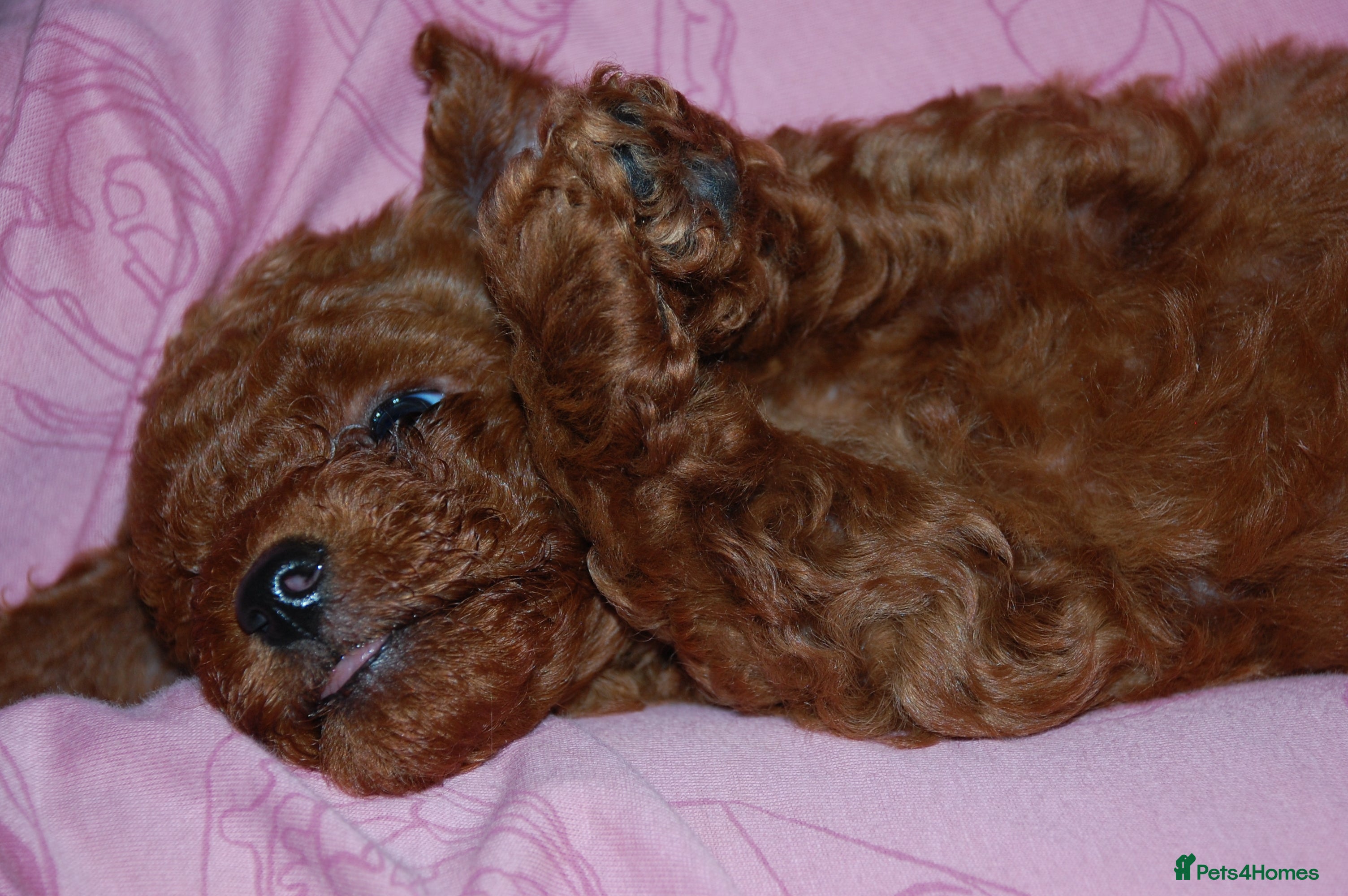 Toy Poodle dogs Champion blood, solid red KC toy poodle, ready now - Advert 4