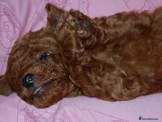 Toy Poodle dogs Champion blood, solid red KC toy poodle, ready now - Advert 4