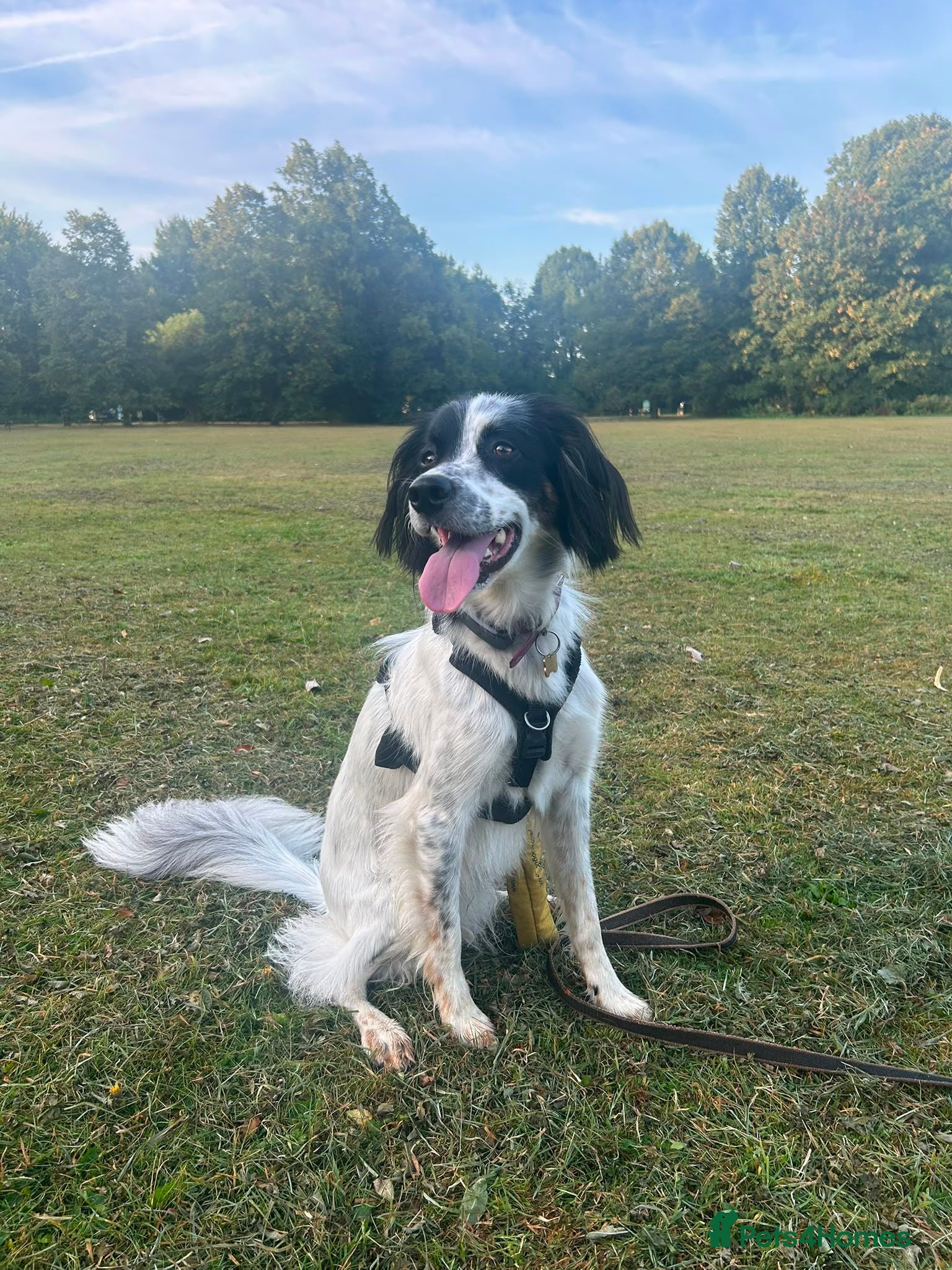 English Setter dogs Pria - Setter x collie - Advert 3