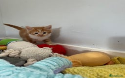 Mixed Breed cats for sale: Beautiful kittens  - Image 3