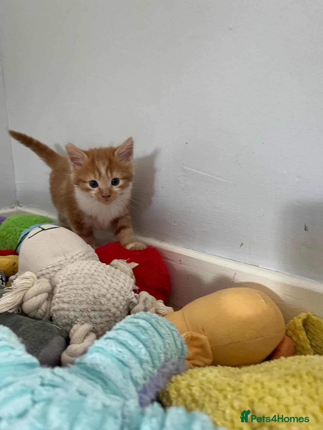 Mixed Breed cats for sale: Beautiful kittens  - Image 3