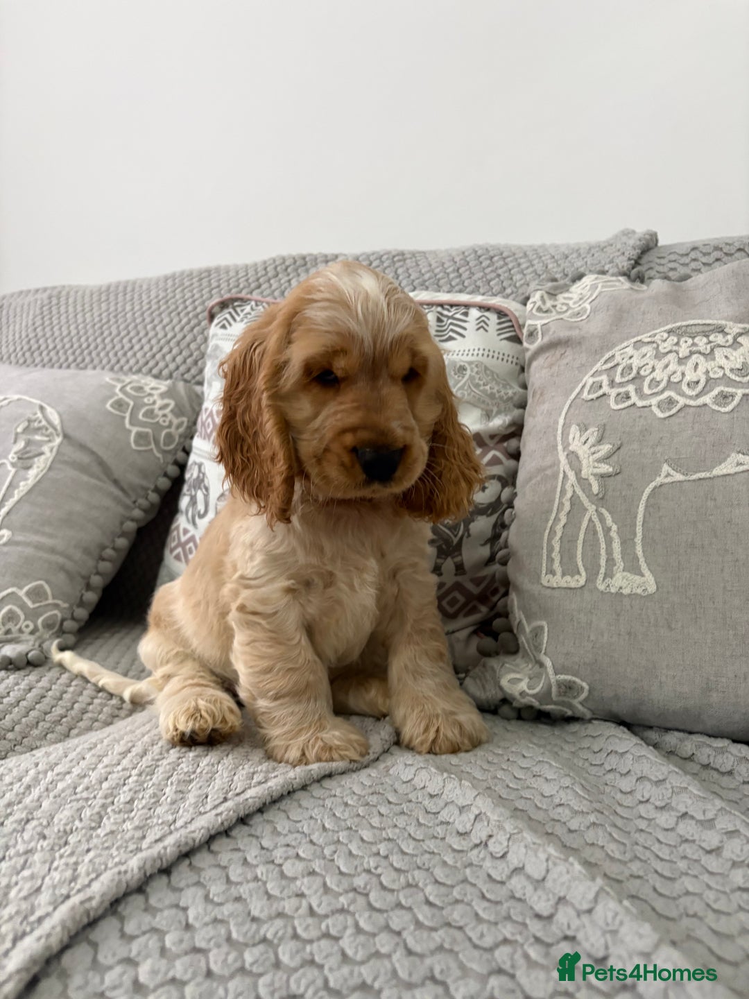 Cocker Spaniel dogs for sale: KC Reg Delightful Show Type Cocker Spaniels - Advert 6