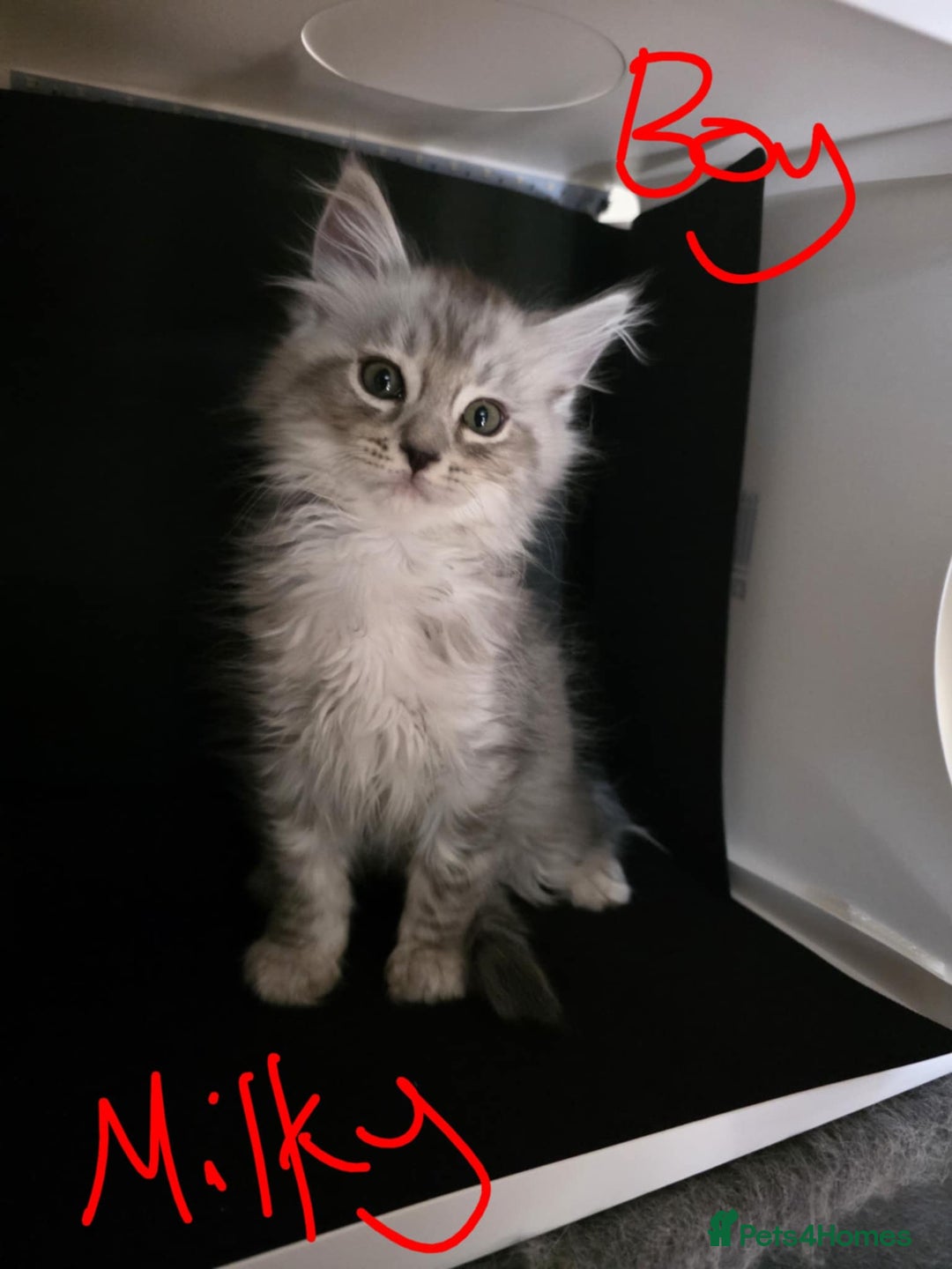 Ragcoon cats for sale: Mainecoon x Ragdoll kittens - Image 7