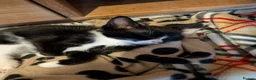 Mixed Breed cats for sale: Male kitten - Advert 3