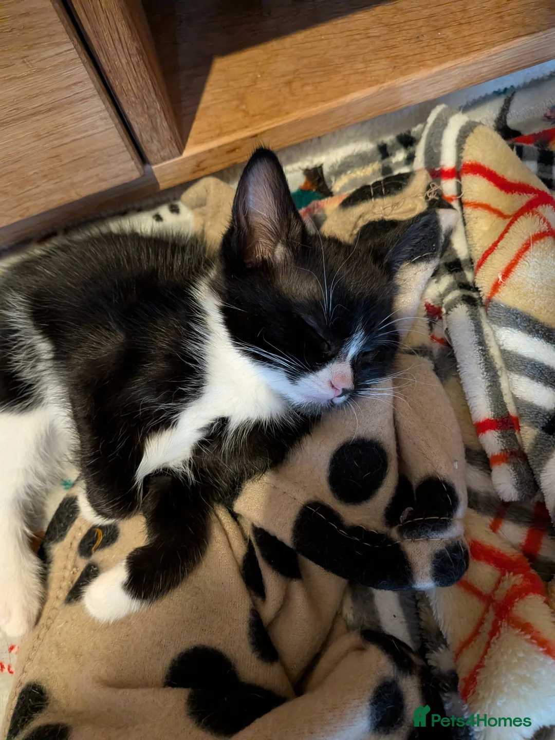 Mixed Breed cats for sale: Male kitten - Advert 3